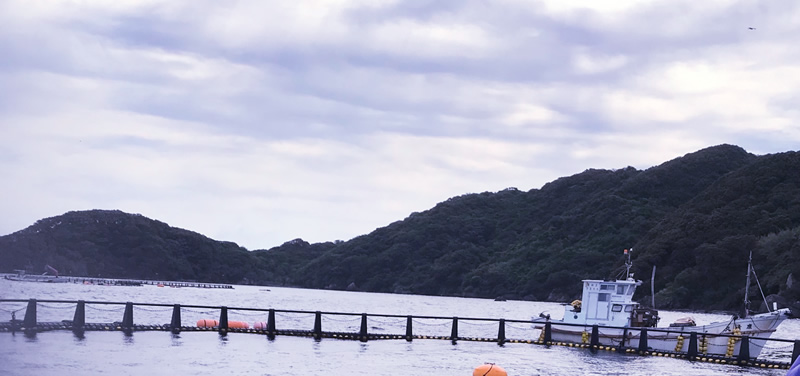 宇和島の媛まぐろ養殖場