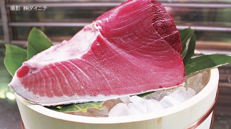 近大生まれ愛媛宇和島育ちの「媛まぐろ」